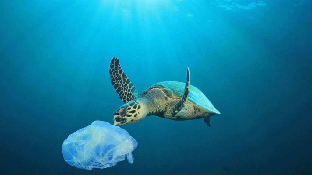 World Turtle Day 2026: प्लास्टिक प्रदूषण आणि मानवी हस्तक्षेपामुळे कासवांच्या अस्तित्वावर संकट