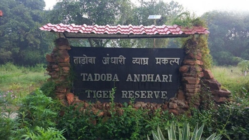 ताडोबा कोअर झोन 92 दिवसांसाठी बंद वन विभागाचा पर्यटकांना महत्त्वाचा इशारा