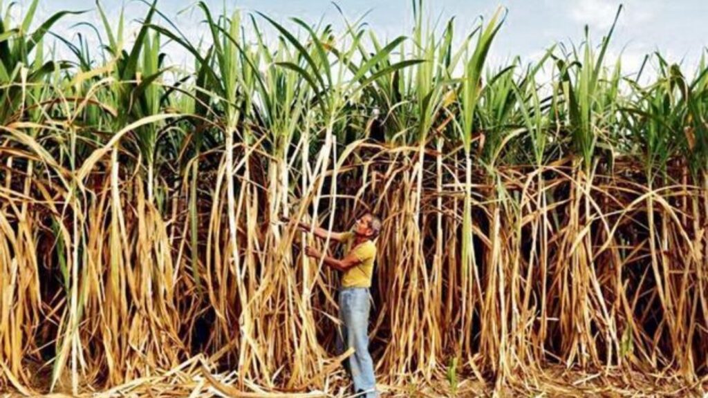 प्रतापगड साखर कारखान्याकडून शेतकऱ्यांना दिलासा १५ जूनपूर्वी ऊस बिल खात्यात जमा होणार -सौरभ शिंदे