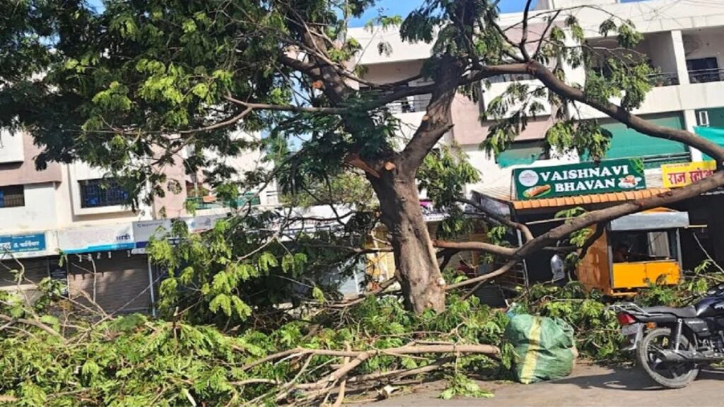 Baramati Rain: बारामतीत वादळी पावसाचा तडाखा झाडे उन्मळून पडली, केळी-ऊस पिकांचे मोठे नुकसान