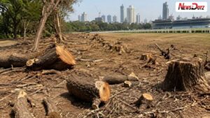 Mumbai News: महालक्ष्मी रेसकोर्सवरील वृक्षतोडीचा अहवाल गायब? 25 झाडांप्रकरणी पालिकेचा विकासकाला अल्टिमेटम