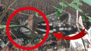Chiplun News: चिपळूणमध्ये दिसले दुर्मीळ ‘माऊस डियर’ लोकवस्तीत आलेल्या रहस्यमय आकृतीने उडवली खळबळ