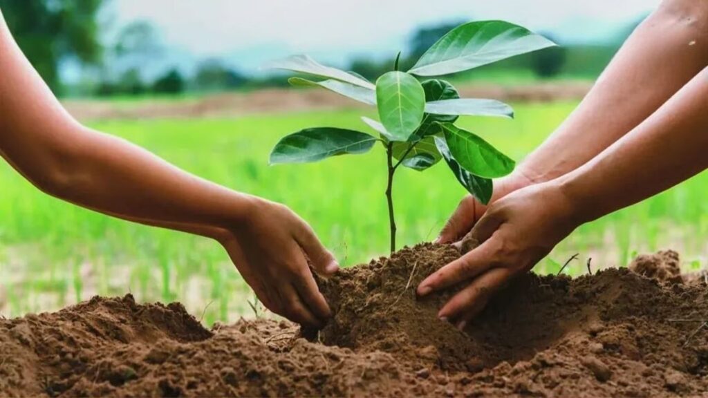 हरित महाराष्ट्राच्या दिशेने मोठे पाऊल! पुणे वनवृत्तात ३० लाख वृक्षांची लागवड १० कोटी वृक्षलागवडीचे राज्याचे लक्ष्य