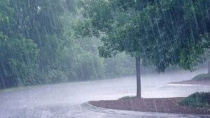 दुपारपासूनच अंधारून आलं अन् पुण्यात मुसळधार पाऊस बाजीराव रस्त्यावर झाड कोसळलं, नागरिकांना सतर्कतेचा इशारा