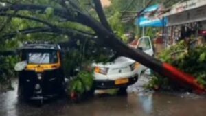 Dombivli News: डोंबिवलीत रिक्षा आणि KDMCच्या कचरा वाहनावर झाड कोसळले चालक जखमी