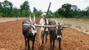 मराठवाड्यात सरासरीच्या 77% पाऊस 86% खरीप पेरणी पूर्ण, राज्यात 94.85% पर्जन्याची नोंद