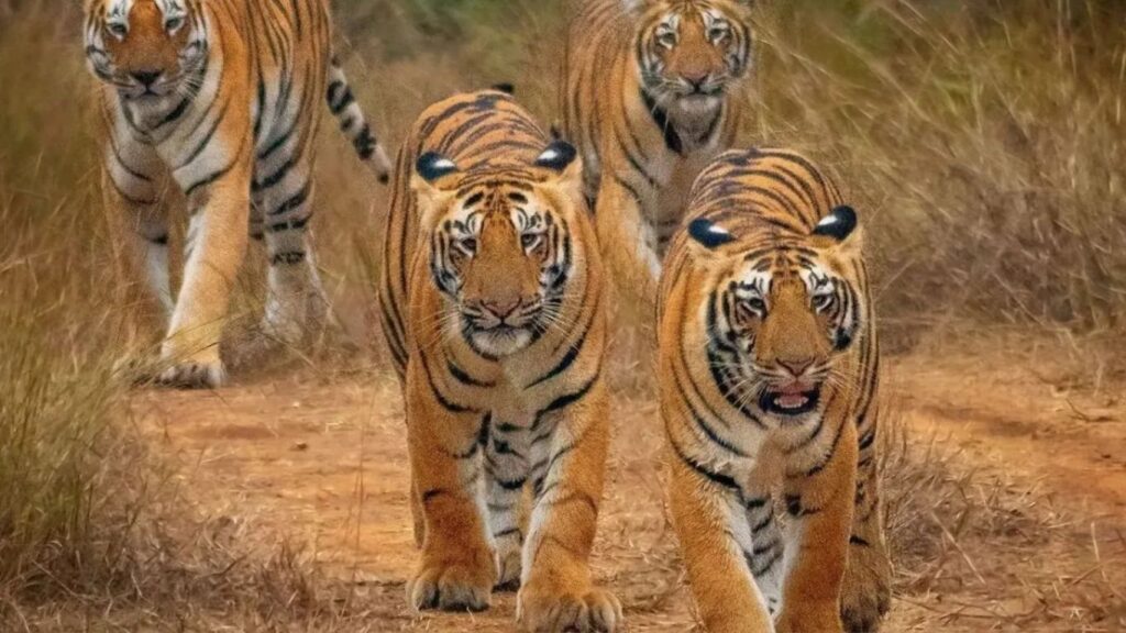 चंद्रपुरात वाघांची संख्या 300 पार वाढत्या मानव-वन्यजीव संघर्षामुळे व्यवस्थापनाचा प्रश्न ऐरणीवर