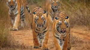चंद्रपुरात वाघांची संख्या 300 पार वाढत्या मानव-वन्यजीव संघर्षामुळे व्यवस्थापनाचा प्रश्न ऐरणीवर