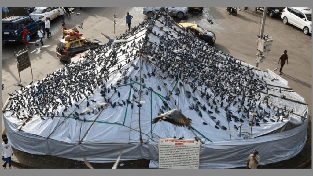 दादर कबुतरखान्याचा कायापालट होणार ताडपत्रीऐवजी पारदर्शक ॲक्रेलिक शीट, हिरवळीवर भर