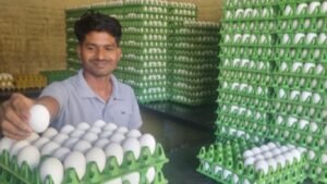 Egg Price Hike: कांदा-साखरेनंतर अंडीही महागली किरकोळ भाव ₹८.५० ते ₹९ पर्यंत