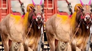 Omya Bull Death: प्रथम ‘भारतकेसरी’ ओम्या बैलाचे निधन मावळसह महाराष्ट्रातील बैलगाडा शौकीन हळहळले