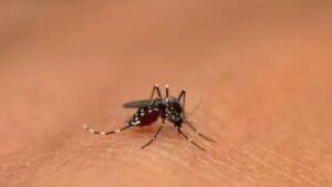 Pune Dengue Cases: पुण्यात डेंग्यू-चिकुनगुनियाचा धोका वाढला 920 संशयित रुग्ण, 1,708 डासोत्पत्तीस्थळे आढळली
