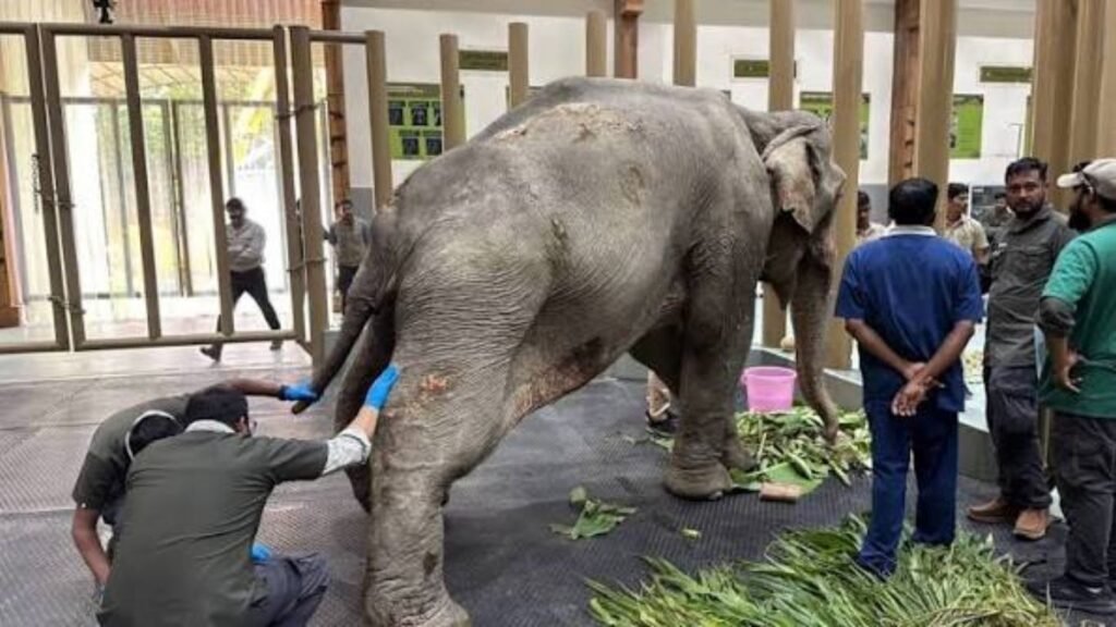 Joymoti Elephant Airlift at Vantara: आसाम-नागालँडच्या पुरातून बचावलेल्या ‘जॉयमोती’ हत्तीणीला एअरलिफ्ट