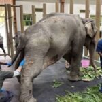 Joymoti Elephant Airlift at Vantara: आसाम-नागालँडच्या पुरातून बचावलेल्या ‘जॉयमोती’ हत्तीणीला एअरलिफ्ट