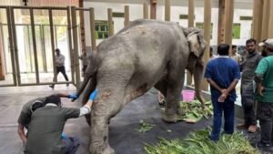 Joymoti Elephant Airlift at Vantara: आसाम-नागालँडच्या पुरातून बचावलेल्या ‘जॉयमोती’ हत्तीणीला एअरलिफ्ट