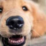 पिंपरी-चिंचवडमध्ये पाळीव कुत्र्याचा धुमाकूळ चारहोलीतील दोन ज्येष्ठ नागरिकांना चावा, मालकाविरोधात FIR