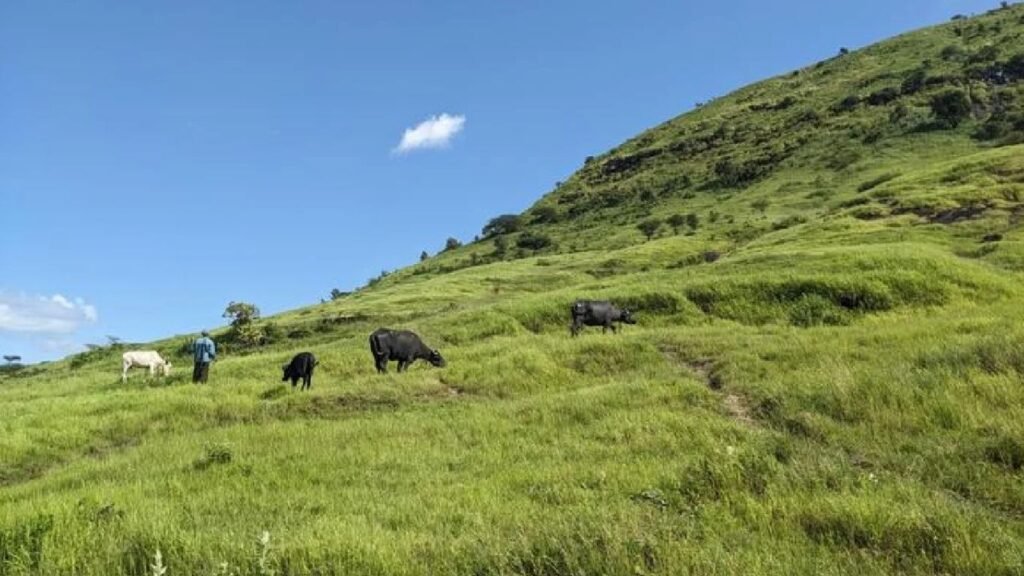 Environment: गवताळ प्रदेश हिरवागार झाला तरी मूळ जैवविविधता परतत नाही ‘आयसर पुणे’च्या जागतिक अभ्यासातून खुलासा