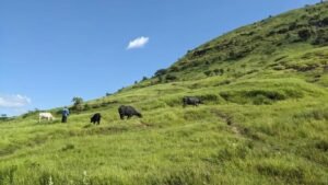 Environment: गवताळ प्रदेश हिरवागार झाला तरी मूळ जैवविविधता परतत नाही ‘आयसर पुणे’च्या जागतिक अभ्यासातून खुलासा