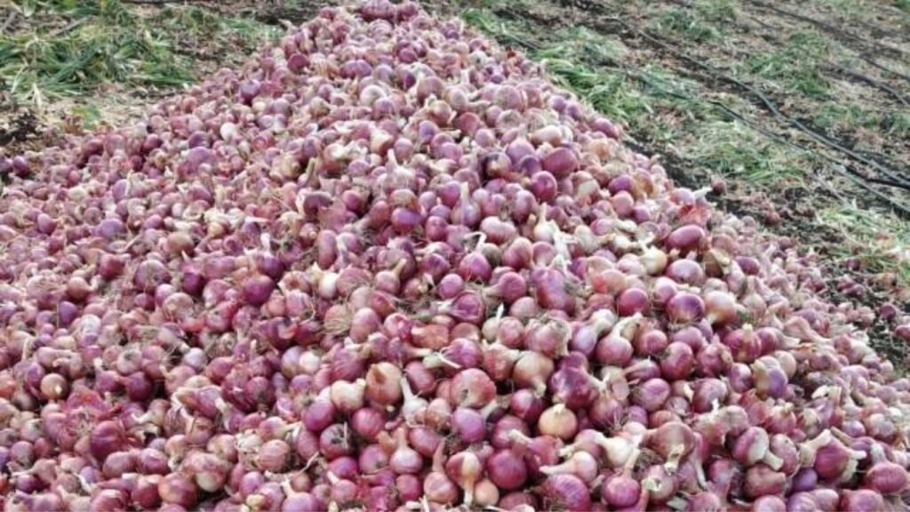 आळेफाट्यात कांदा लागवडीचा खर्च एकरी ९५ हजारांवर पाणीटंचाईने शेतकरी चिंतेत